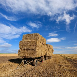 Stubble field