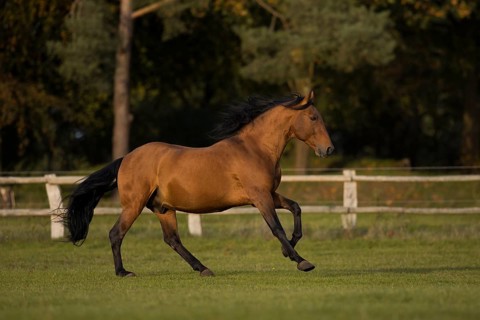 Brown P.R.E. gelding galloping in autumn