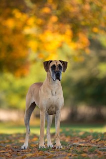 Great Dane in autumn