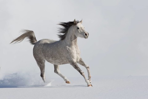 Thoroughbred Arabian mare grey in snow