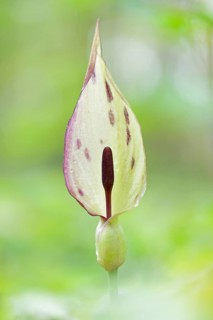 Wild arum (Arum maculatum) in spring