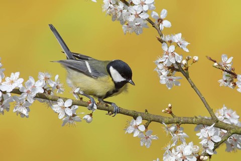 Great tit (Parus major)
