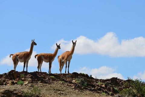 Three Guanacos (Llama guanicoe) keep watch