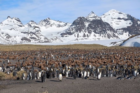 King Penguin Colony (Aptenodytes patagonicus) and snow covered mountains