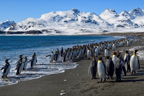 King Penguins (Aptenodytes patagonicus) at the beach