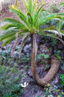 Twisted Palm tree