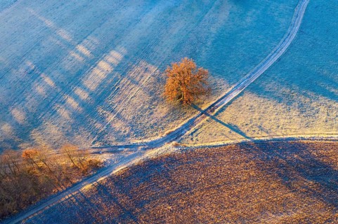 Field paths and oak with hoarfrost in morning light