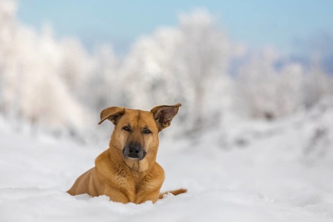 Mixed breed dog