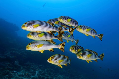 Swarm Oriental sweetlips (Plectorhinchus vittatus) swims in blue water