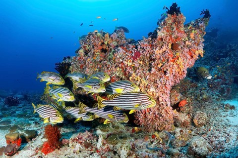 Swarm Oriental sweetlips (Plectorhinchus vittatus) swims off Coral Block