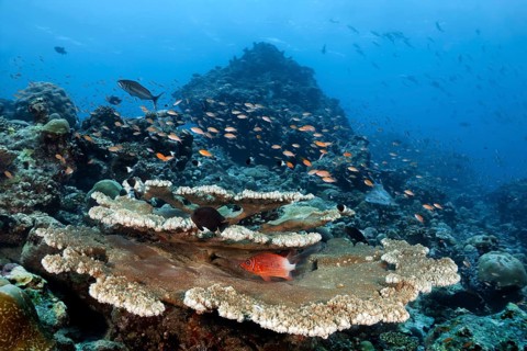 Underwater landscape with multi-level Acropora table coral (Acropora sp.)