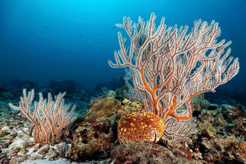 Menella Gorgonia (Menella sp.) with Large Pillow Star (Culcita novaeguineae) on reef top