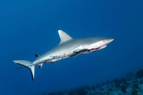 Grey reef shark (Carcharhinus amblyrhynchos) with injury to mouth by plastic fishing net