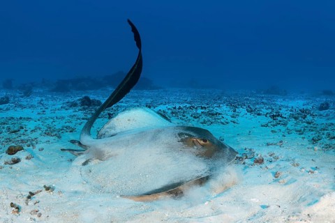 Cowtail stingray (Pastinachus sephen) strikes with tail and starts from the sandy bottom