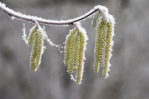Hazel kittens covered with hoarfrost and snow (Corylus)