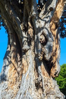 Millennial Dragon Tree (Dracaena draco)