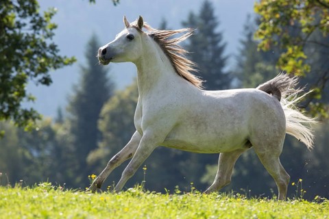 Thoroughbred Arabian mare grey in summer on the meadow