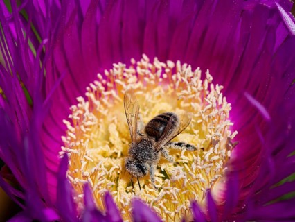 Bee (Apiformes) pollinating midday flower (Delosperma sutherlandii)