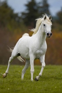 Thoroughbred Arabian grey stallion rollicking on the autumn meadow