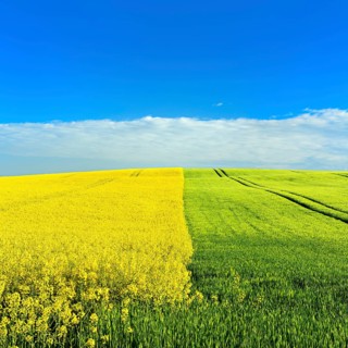 Hill with green cornfield and flowering rape field in spring under a blue sky with clouds