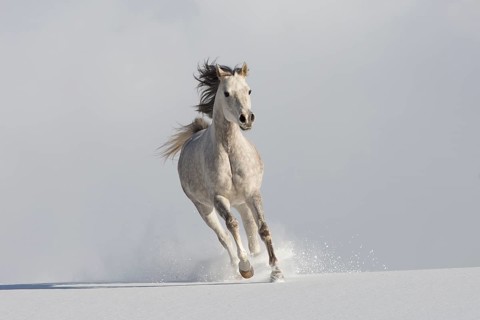 Thoroughbred Arabian mare grey in snow
