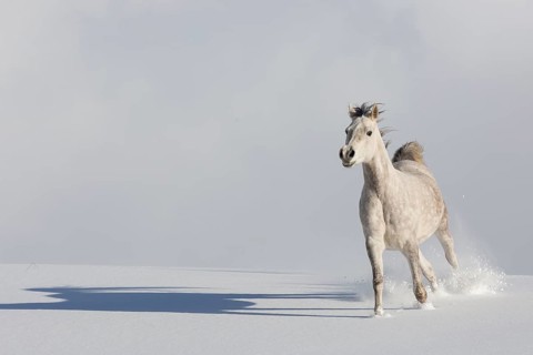 Thoroughbred Arabian mare grey in snow