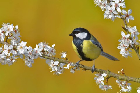 Great tit (Parus major)