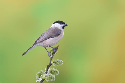 Marsh tit (Parus palustris)