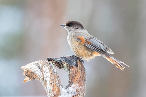 Siberian jay (Perisoreus infaustus) sitting on a branch