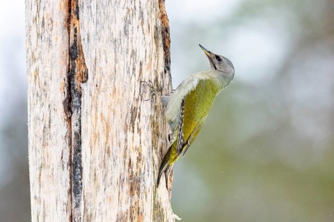 Grey-headed woodpecker (Picus canus) on tree