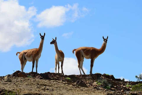 Three Guanacos (Llama guanicoe) keep watch