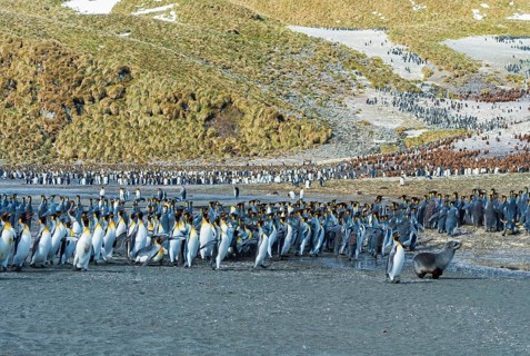 Young Fur seal (Arctocephalus gazella) and King penguins in a colony (Aptenodytes patagonicus)