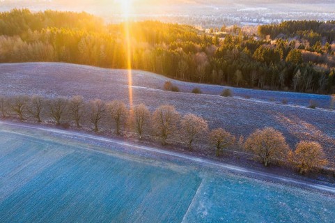 Alley through field and meadow with hoarfrost at sunrise