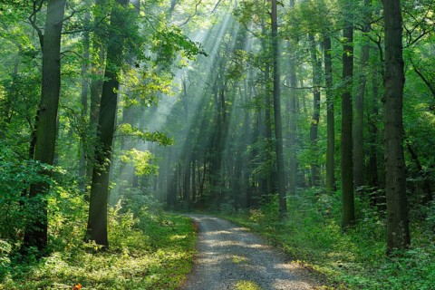 Hiking trail through light-flooded forest