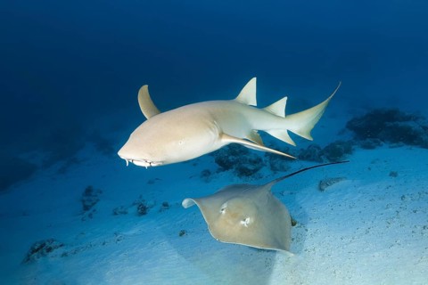 Tawny nurse shark (Nebrius ferrugineus)