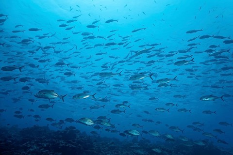 Spread out shoal Bigeye trevallys (Caranx sexfasciatus) swims over coral reef in blue water