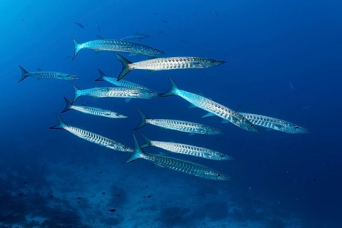 Swarm Blackfin barracudas (Sphyraena qenie)