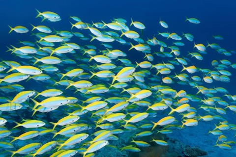 Swarm of Yellow Bridge Fusiliers (Caesio xanthonota)