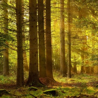 Sunny spruce forest in the morning light