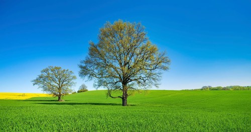 Barleysfield (Hordeum vulgare) with large solitary oaks (Quercus robur) in spring under blue sky