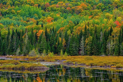 Autumn forest reflected in lake near La Minerve Laurentians Quebec Canada