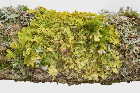 Common orange lichen (Xanthoria parietina)