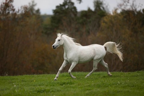 Thoroughbred Arabian grey stallion trotting on the autumn meadow