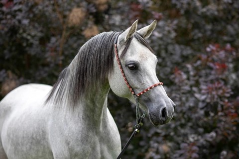 Thoroughbred Arabian grey mare with halter