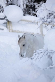 Thoroughbred Arabian mare grey in deep snow on the paddock