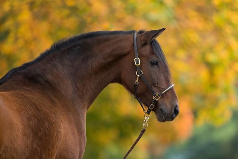 Brown P.R.E. gelding in autumnal portrait