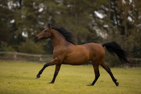 Brown P.R.E. gelding galloping across the pasture in autumn