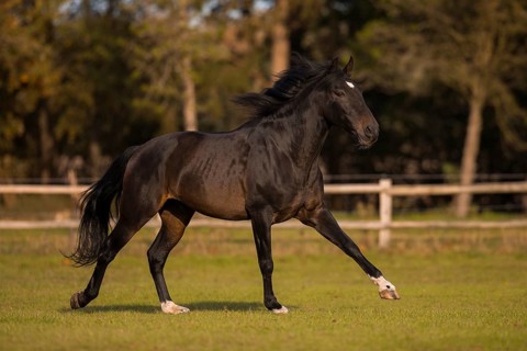 Brown P.R.E. gelding in movement in autumn