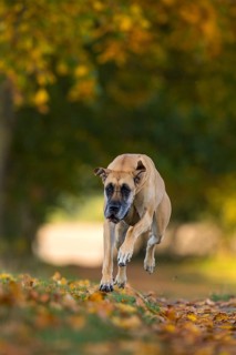 Great Dane jumping in autumn