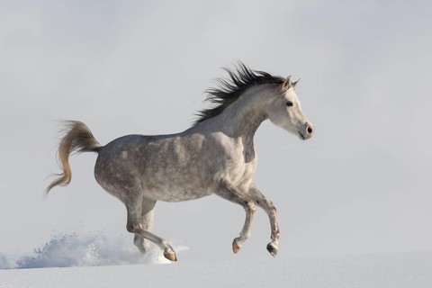 Thoroughbred Arabian mare grey in snow